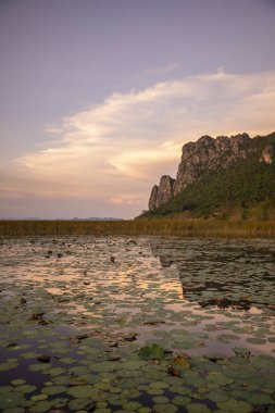 Nilüfer Bataklığı 'nın Peyzajı Sam Roi Yot Kui Buri Köyü yakınında Tayland' da Prachuap Khiri Han 'daki Sam Roi Yot Şapkası' nda, Kasım 2022