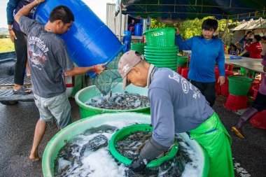 İnsanlar Tayland 'da Prachuap Khiri Han' daki Sam Roi Yot Milli Parkı 'ndaki Khao Daeng köyü yakınlarındaki Karides Çiftliği' nden taze karides kazanıyorlar.