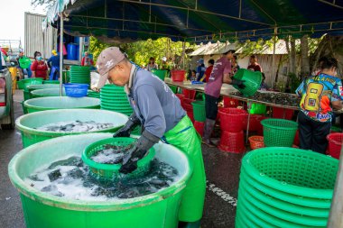 İnsanlar Tayland 'da Prachuap Khiri Han' daki Sam Roi Yot Milli Parkı 'ndaki Khao Daeng köyü yakınlarındaki Karides Çiftliği' nden taze karides kazanıyorlar.