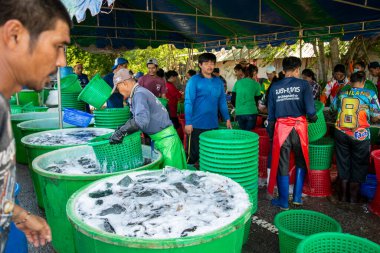 İnsanlar Tayland 'da Prachuap Khiri Han' daki Sam Roi Yot Milli Parkı 'ndaki Khao Daeng köyü yakınlarındaki Karides Çiftliği' nden taze karides kazanıyorlar.