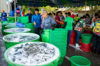 İnsanlar Tayland 'da Prachuap Khiri Han' daki Sam Roi Yot Milli Parkı 'ndaki Khao Daeng köyü yakınlarındaki Karides Çiftliği' nden taze karides kazanıyorlar.