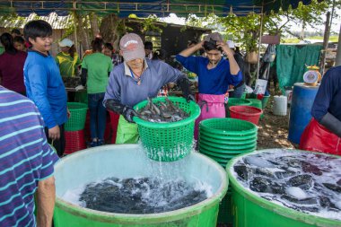 İnsanlar Tayland 'da Prachuap Khiri Han' daki Sam Roi Yot Milli Parkı 'ndaki Khao Daeng köyü yakınlarındaki Karides Çiftliği' nden taze karides kazanıyorlar.