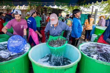 İnsanlar Tayland 'da Prachuap Khiri Han' daki Sam Roi Yot Milli Parkı 'ndaki Khao Daeng köyü yakınlarındaki Karides Çiftliği' nden taze karides kazanıyorlar.