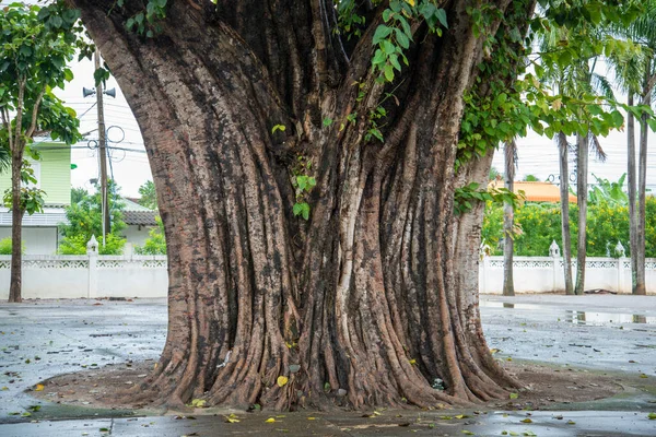 Ein Baum Wat Pranburi Der Stadt Pranburi Der Provinz Prachuap — Stockfoto