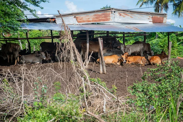Cows Nature Landscape Village Khao Daeng Hat Sam Roi Yot — Stock Photo, Image