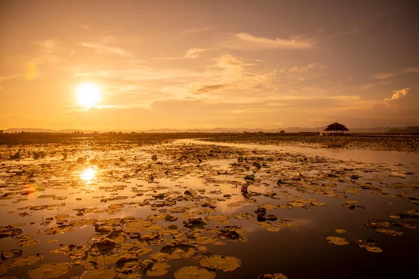 stock image the Landscape of the Lotus Swamp Sam Roi Yot near the Village of Kui Buri at the Hat Sam Roi Yot in the Province of Prachuap Khiri Khan in Thailand,  Thailand, Hua Hin, November, 2022