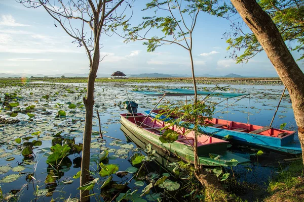 Tour Wood Boat Landscape Lotus Swamp Sam Roi Yot Village — Foto de Stock