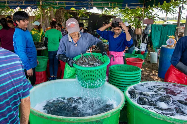 2022年11月 在泰国Prachuap Khiri Khan省Sam Roi Yot国家公园Khao Daeng村附近的Shrimps农场赚取新鲜虾的人 — 图库照片