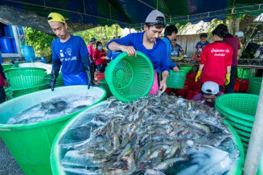 İnsanlar Tayland 'da Prachuap Khiri Han' daki Sam Roi Yot Milli Parkı 'ndaki Khao Daeng köyü yakınlarındaki Karides Çiftliği' nden taze karides kazanıyorlar.