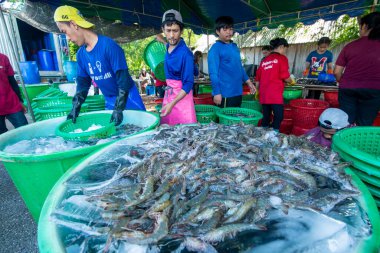 İnsanlar Tayland 'da Prachuap Khiri Han' daki Sam Roi Yot Milli Parkı 'ndaki Khao Daeng köyü yakınlarındaki Karides Çiftliği' nden taze karides kazanıyorlar.