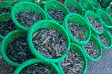 İnsanlar Tayland 'da Prachuap Khiri Han' daki Sam Roi Yot Milli Parkı 'ndaki Khao Daeng köyü yakınlarındaki Karides Çiftliği' nden taze karides kazanıyorlar.