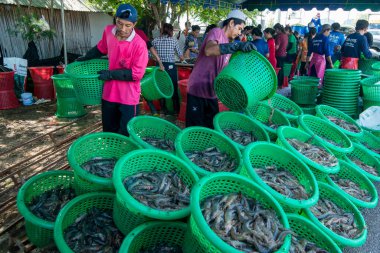 İnsanlar Tayland 'da Prachuap Khiri Han' daki Sam Roi Yot Milli Parkı 'ndaki Khao Daeng köyü yakınlarındaki Karides Çiftliği' nden taze karides kazanıyorlar.