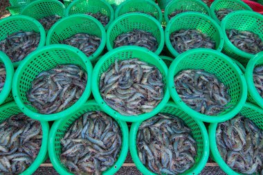 İnsanlar Tayland 'da Prachuap Khiri Han' daki Sam Roi Yot Milli Parkı 'ndaki Khao Daeng köyü yakınlarındaki Karides Çiftliği' nden taze karides kazanıyorlar.