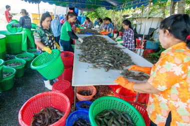 İnsanlar Tayland 'da Prachuap Khiri Han' daki Sam Roi Yot Milli Parkı 'ndaki Khao Daeng köyü yakınlarındaki Karides Çiftliği' nden taze karides kazanıyorlar.