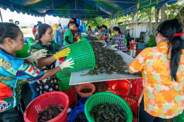 İnsanlar Tayland 'da Prachuap Khiri Han' daki Sam Roi Yot Milli Parkı 'ndaki Khao Daeng köyü yakınlarındaki Karides Çiftliği' nden taze karides kazanıyorlar.