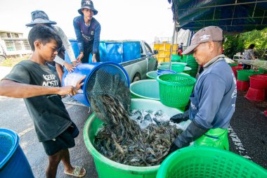 İnsanlar Tayland 'da Prachuap Khiri Han' daki Sam Roi Yot Milli Parkı 'ndaki Khao Daeng köyü yakınlarındaki Karides Çiftliği' nden taze karides kazanıyorlar.