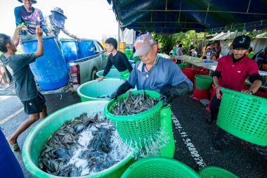 İnsanlar Tayland 'da Prachuap Khiri Han' daki Sam Roi Yot Milli Parkı 'ndaki Khao Daeng köyü yakınlarındaki Karides Çiftliği' nden taze karides kazanıyorlar.