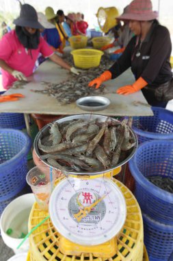 Tayland, Tayland 'da Prachuap Khiri Han' daki Sam Roi Yot Milli Parkı 'ndaki Khao Daeng Köyü yakınlarındaki Karides Çiftliği' nden yeni karides kazananlar, Mart 2010