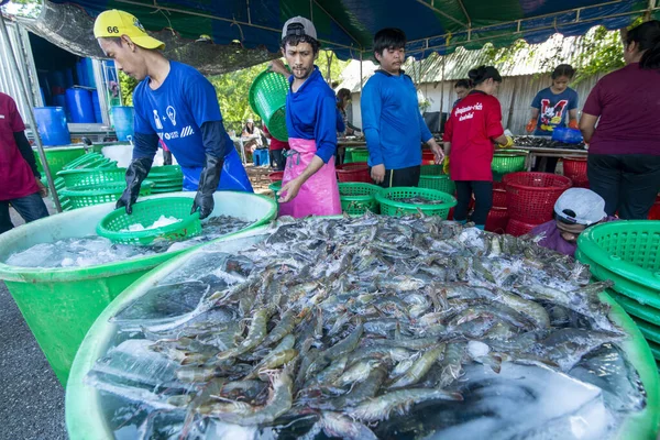 People Earning Fresh Prawns Out Shrimps Farm Village Khao Daeng — Stock Photo, Image