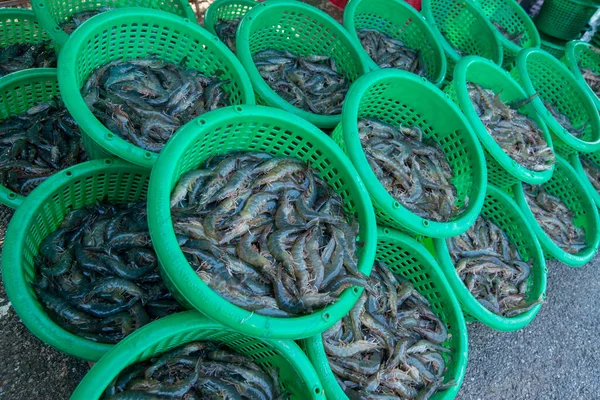 Άνθρωποι Κερδίζουν Φρέσκα Γαρίδες Από Shrimps Farm Κοντά Στο Χωριό — Φωτογραφία Αρχείου