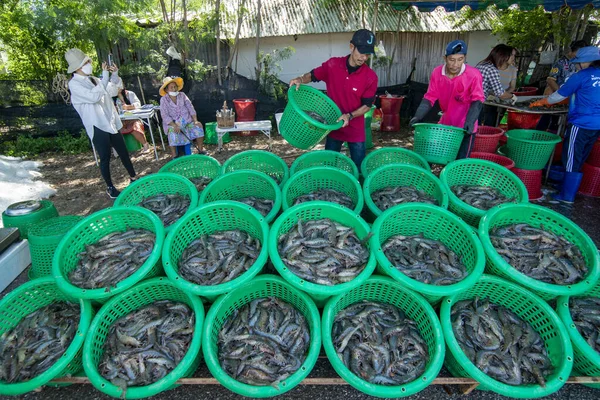 stock image People earning fresh Prawns out of the Shrimps Farm near  the Village of Khao Daeng in the Sam Roi Yot National Park in the Province of Prachuap Khiri Khan in Thailand,  Thailand, Hua Hin, November, 2022