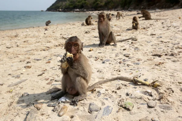 Monky Adası 'ndaki vahşi maymun ya da Tayland, Tayland, Hua Hin, Mart 2010' da Tayland 'da Prachuap Khiri Han' daki Şapka Sam Roi Yot 'taki Dolphin Körfezi' ndeki Ko Kho Ram Adası.