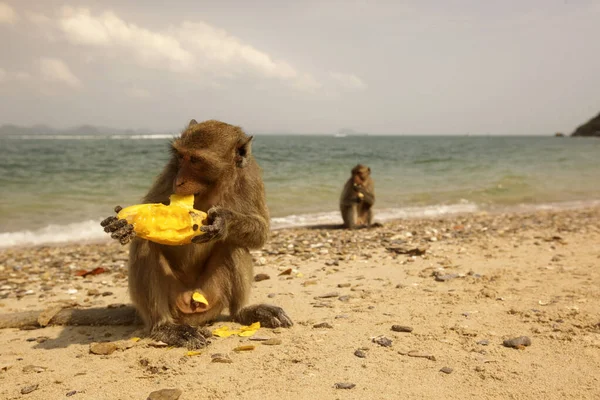 Wild Monkey Het Monky Island Het Kho Ram Island Het — Stockfoto