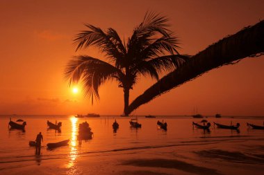 Tayland 'ın Surat Thani ilindeki Ko Tao Adası' ndaki Sairee Köyü 'nde Sairee Sahili' nde bir Palmtree, Tayland, Ko Tao Tao, Mart 2010