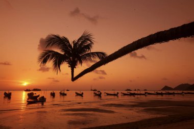 Tayland 'ın Surat Thani ilindeki Ko Tao Adası' ndaki Sairee Köyü 'nde Sairee Sahili' nde bir Palmtree, Tayland, Ko Tao Tao, Mart 2010