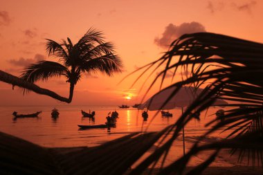 Tayland 'ın Surat Thani ilindeki Ko Tao Adası' ndaki Sairee Köyü 'nde Sairee Sahili' nde bir Palmtree, Tayland, Ko Tao Tao, Mart 2010