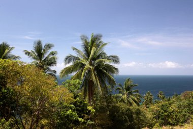 Tayland, Tayland, Ko Tao, Mart 2010 'da Surat Thani ilindeki Ko Tao adasında bir motosiklet.