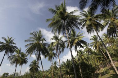 Tayland 'ın Surat Thani ilindeki Ko Tao Adası' ndaki Sairee Köyü 'nde Hindistan cevizi palmiyeleri, Ko Tao, Mart 2010