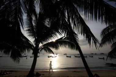 Tayland 'ın Surat Thani ilindeki Ko Tao Adası' ndaki Sairee Köyü 'nde Sairee Sahili' nde bir Palmtree, Tayland, Ko Tao Tao, Mart 2010