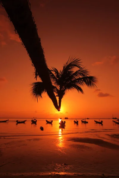 Ett Palmträd Vid Stranden Och Landskapet Sairee Beach Staden Sairee — Stockfoto
