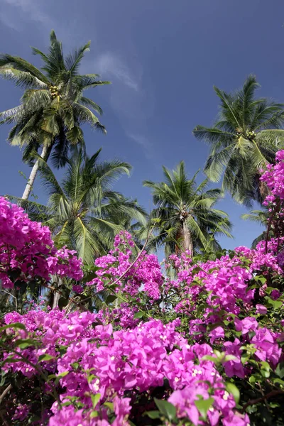 Kokosové Palmy Městě Sairee Village Ostrově Tao Provincii Surat Thani — Stock fotografie