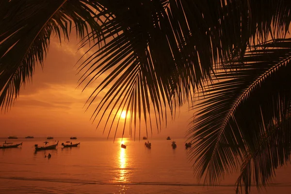 Ett Palmträd Vid Stranden Och Landskapet Sairee Beach Staden Sairee — Stockfoto