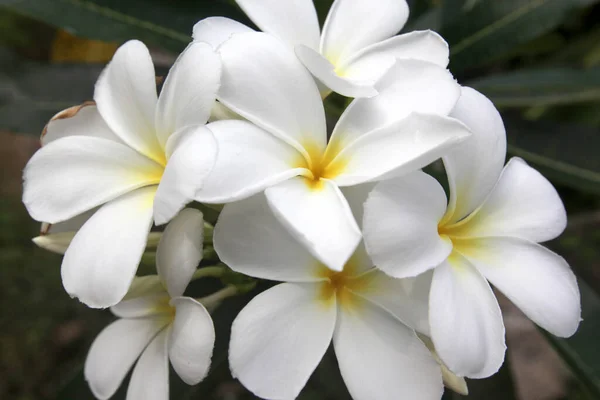 Белые Тайские Цветы Лан Тома Саду Тропическими Растениями Деревне Сайри — стоковое фото