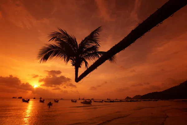 2010年3月タイ タオ島 サラト タオ島のサイリー ビーチのビーチと景観にあるヤシの木 — ストック写真