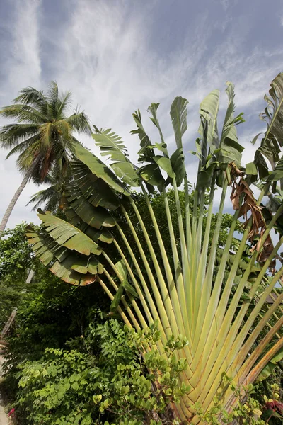 Сад Растениями Деревне Сайри Острове Тао Провинции Сурат Тани Таиланде — стоковое фото