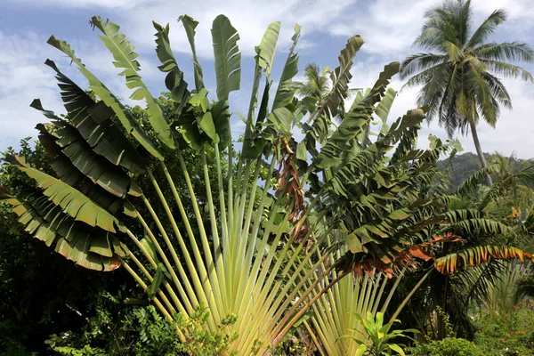 Trädgård Med Tropiska Växter Staden Sairee Village Tao Provinsen Surat — Stockfoto