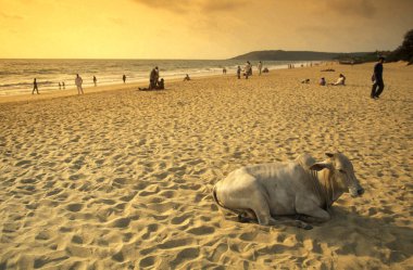 Hindistan, Hindistan, Goa, Goa, Nisan 1996 'da Vagator Kasabası' nda manzarası ve sahili olan kumlu bir sahilde bir inek.