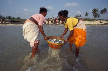 Balıkçılar taze balıkları ayırıyor ve Hindistan, Hindistan, Goa, Nisan 1996 'da Kolva şehrindeki bir balıkçı köyünün sahilinde satıyorlar.