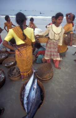 Balıkçılar taze balıkları ayırıyor ve Hindistan, Hindistan, Goa, Nisan 1996 'da Kolva şehrindeki bir balıkçı köyünün sahilinde satıyorlar.