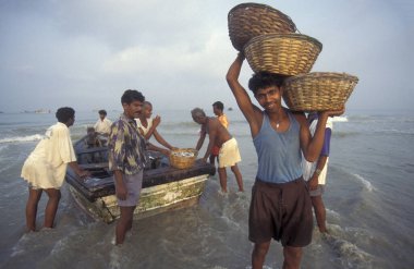 Balıkçılar taze balıkları ayırıyor ve Hindistan, Hindistan, Goa, Nisan 1996 'da Kolva şehrindeki bir balıkçı köyünün sahilinde satıyorlar.