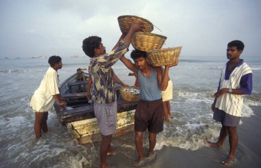 Balıkçılar taze balıkları ayırıyor ve Hindistan, Hindistan, Goa, Nisan 1996 'da Kolva şehrindeki bir balıkçı köyünün sahilinde satıyorlar.