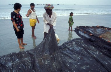 İnsanlar balık ağıyla balık tutuyor ve taze balıkları ayırıyor ve onları Hindistan, Hindistan, Goa, Nisan 1996 'da Kolva şehrindeki bir balıkçı köyünün sahilinde satıyorlar.