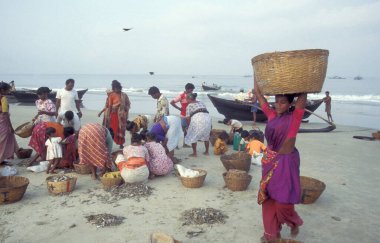 Balıkçılar taze balıkları ayırıyor ve Hindistan, Hindistan, Goa, Nisan 1996 'da Kolva şehrindeki bir balıkçı köyünün sahilinde satıyorlar.