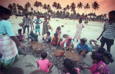 Balıkçılar taze balıkları ayırıyor ve Hindistan, Hindistan, Goa, Nisan 1996 'da Kolva şehrindeki bir balıkçı köyünün sahilinde satıyorlar.