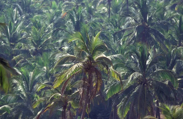 Palmtrees Beach Landscape Coast Town Vagator Province Goa India India — Φωτογραφία Αρχείου