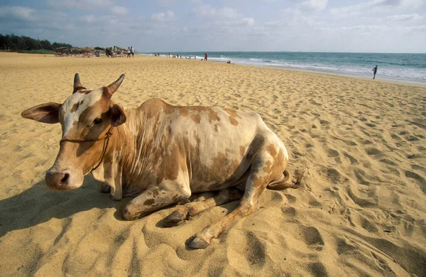 Cow Sandy Beach Landscape Coast Town Vagator Province Goa India — Stock Photo, Image